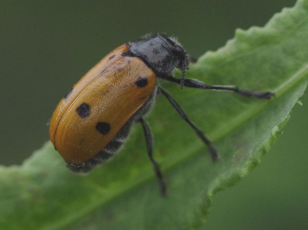 Chrysomelidae: Lachnaia italica? S.