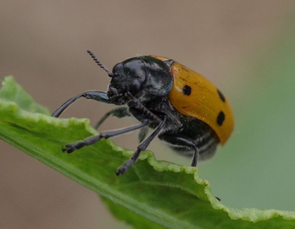Chrysomelidae: Lachnaia italica? S.