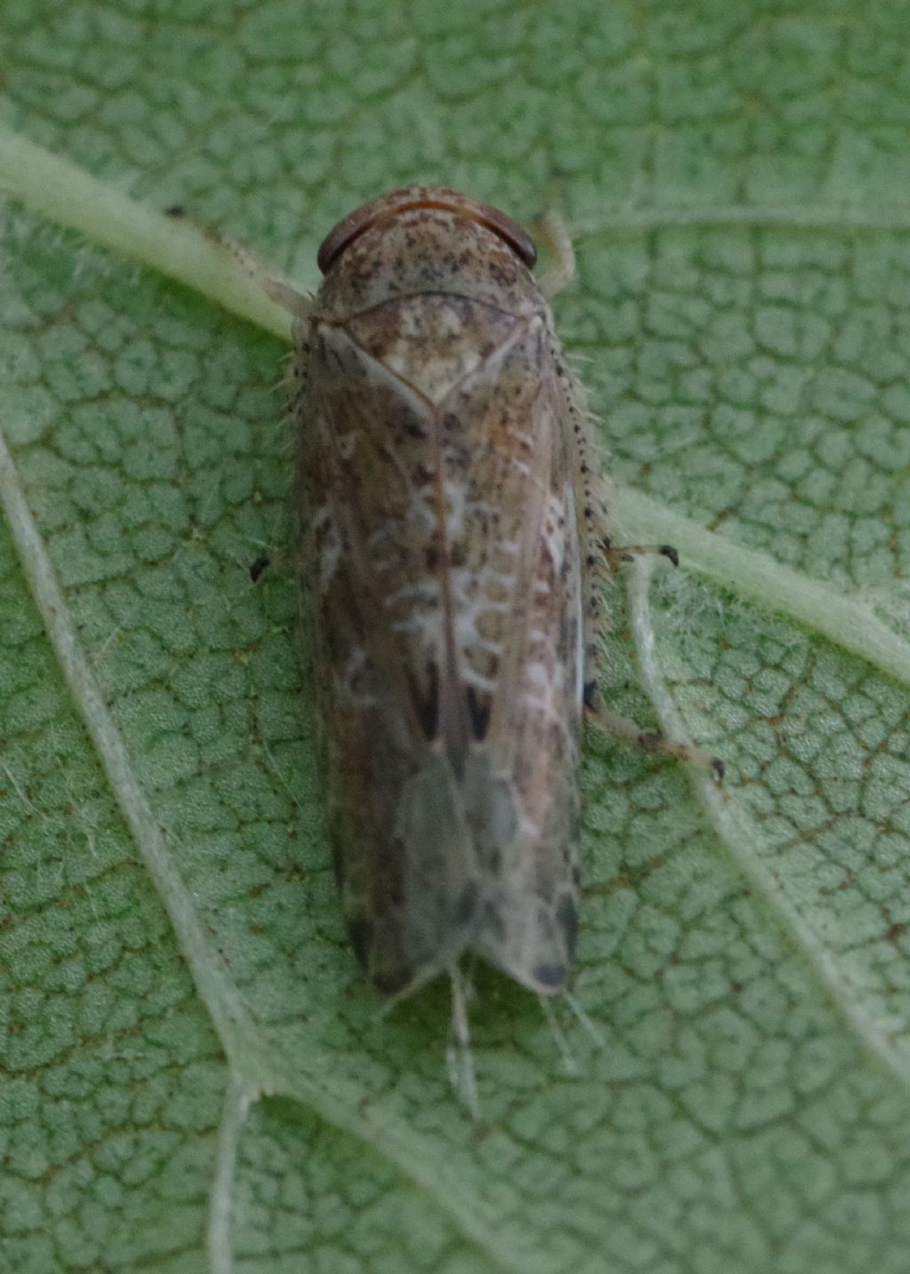 Cicadellidae