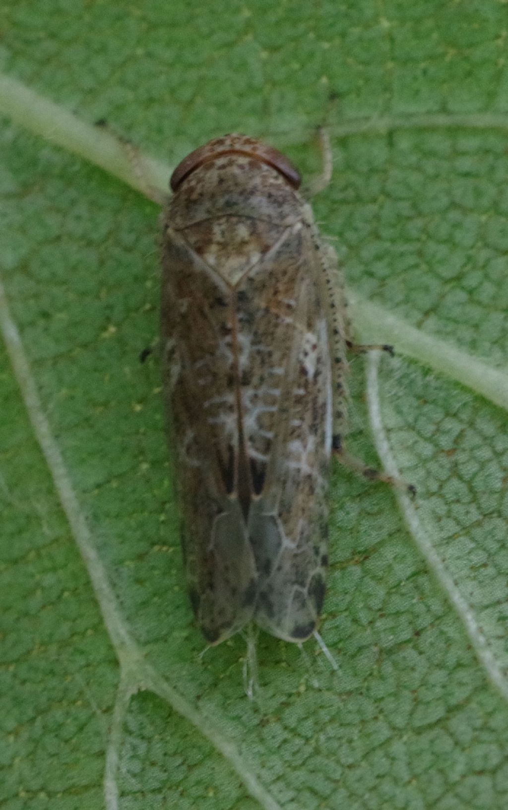 Cicadellidae