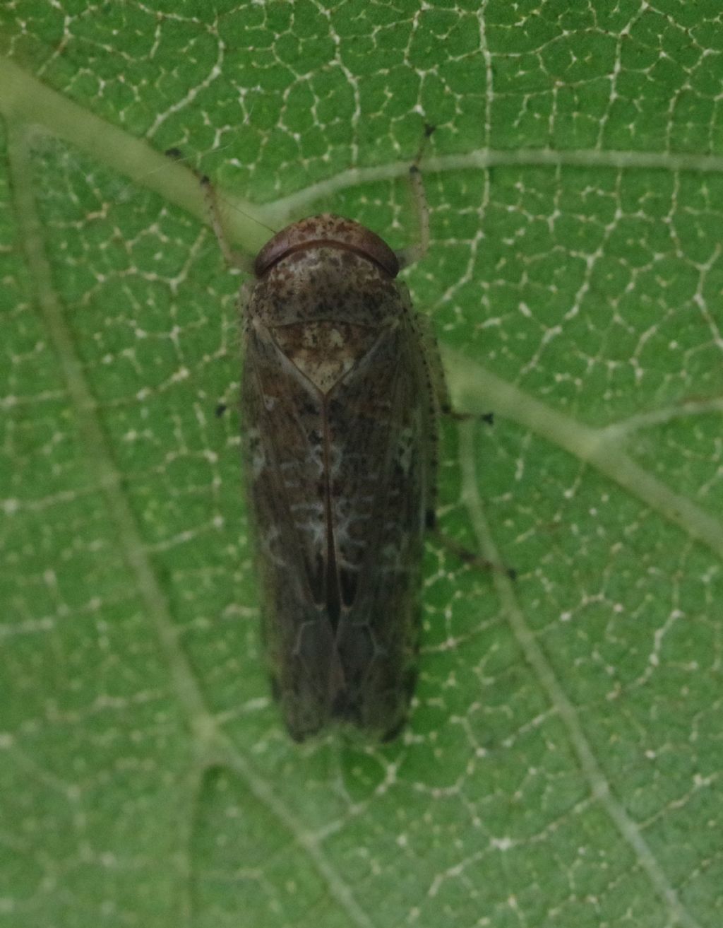 Cicadellidae