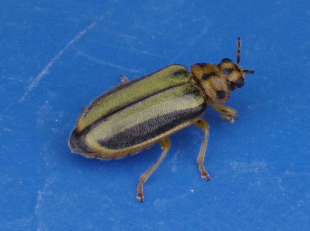 Chrysomelidae: Xanthogaleruca luteola