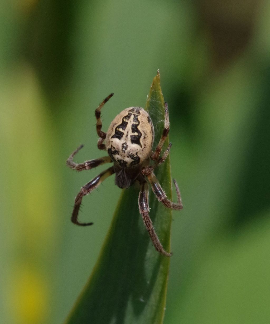 Larinioides sp. - periferia di Milano