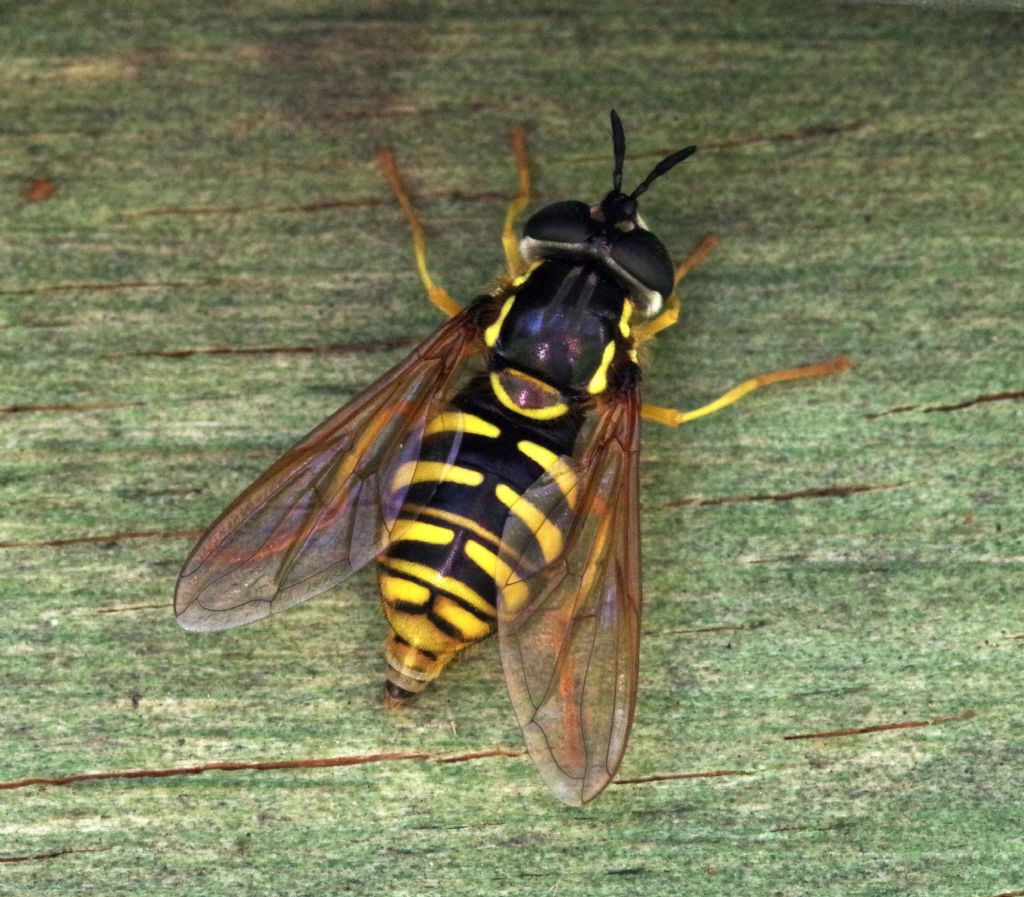 Chrysotoxum? S, Chrysotoxum cautum, femmina
