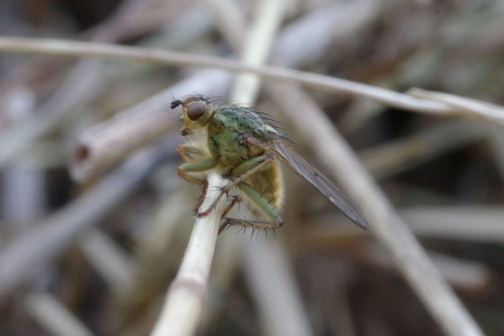 Scatophaga stercoraria? S !