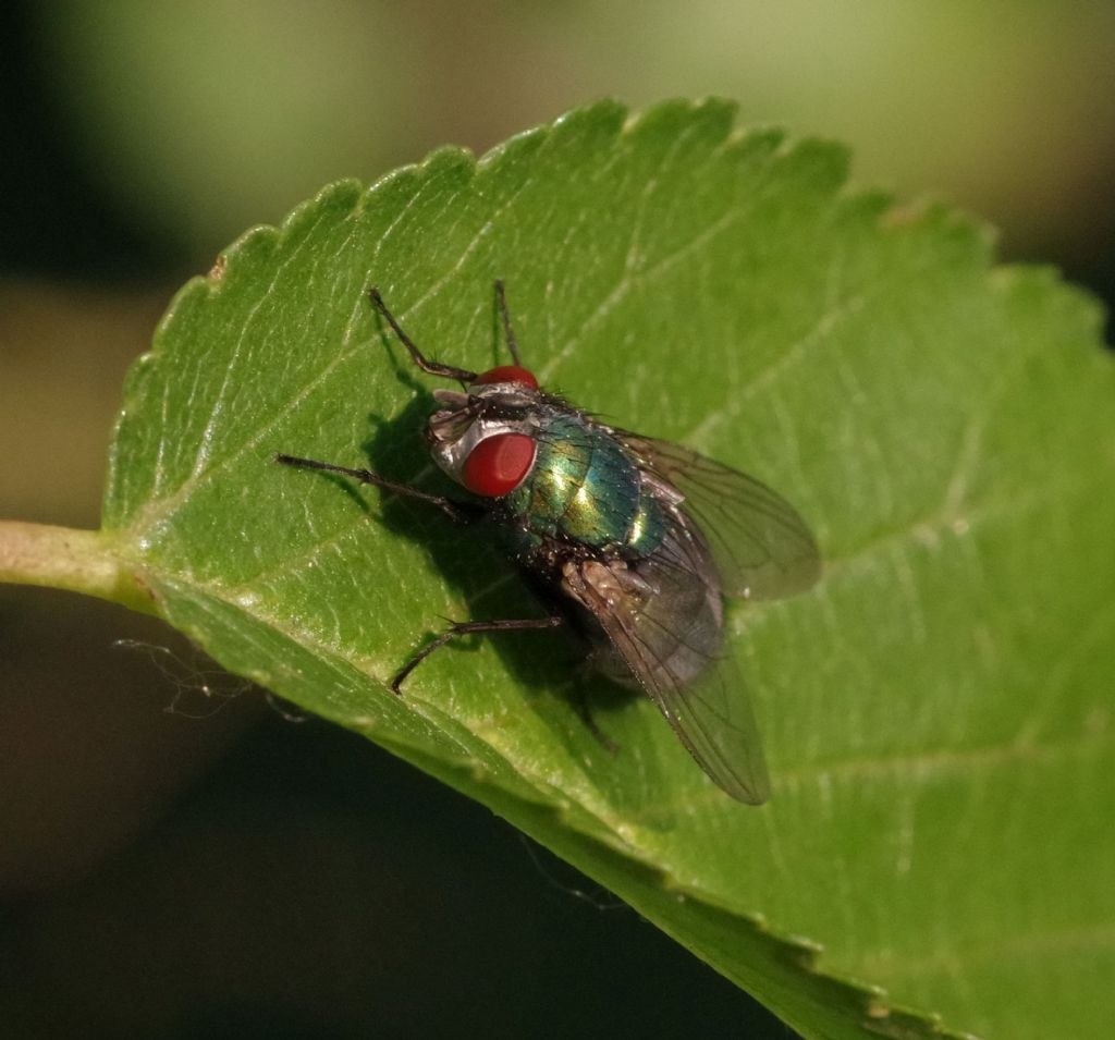 Calliphoridae? S, femmina di Lucilia sericata
