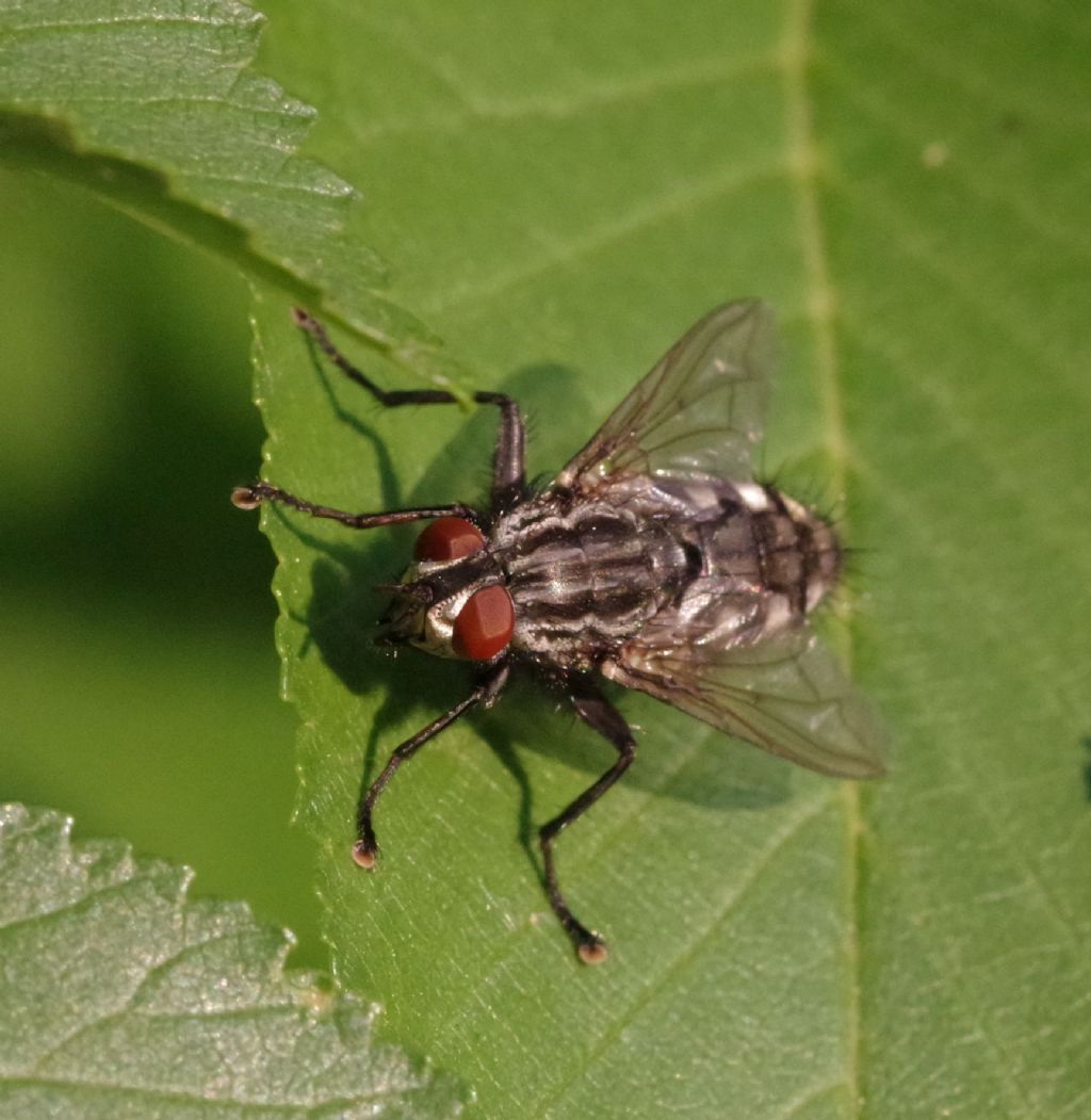 Sarcophaga sp., maschio