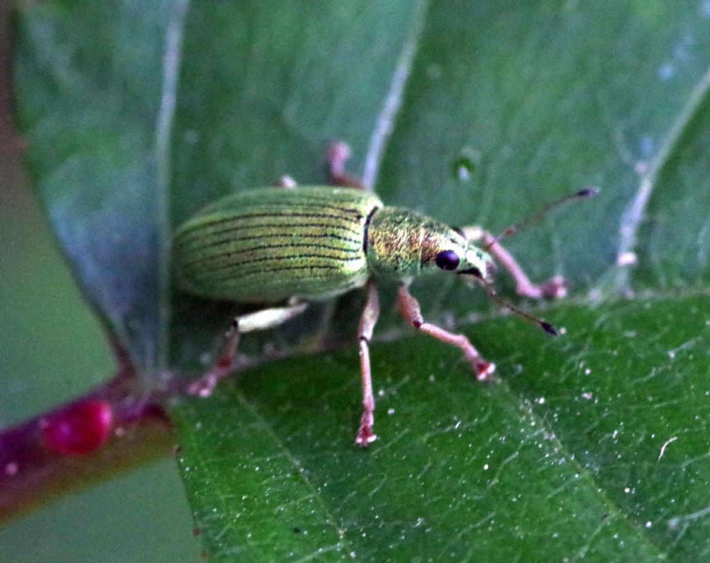 Curculionidae:  Phyllobius longipilis m&f  e Polydrusus formosus