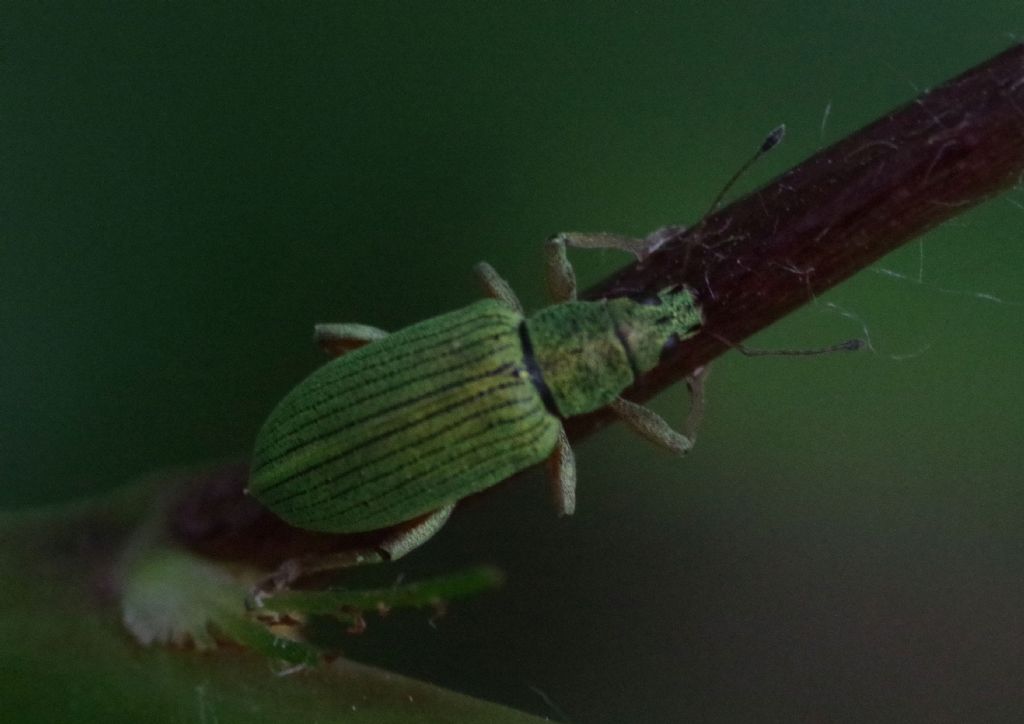 Curculionidae:  Phyllobius longipilis m&f  e Polydrusus formosus