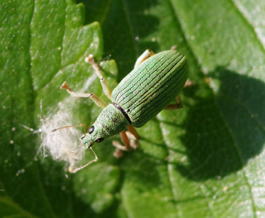 Curculionidae:  Phyllobius longipilis m&f  e Polydrusus formosus
