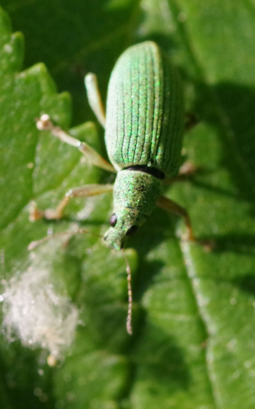 Curculionidae:  Phyllobius longipilis m&f  e Polydrusus formosus