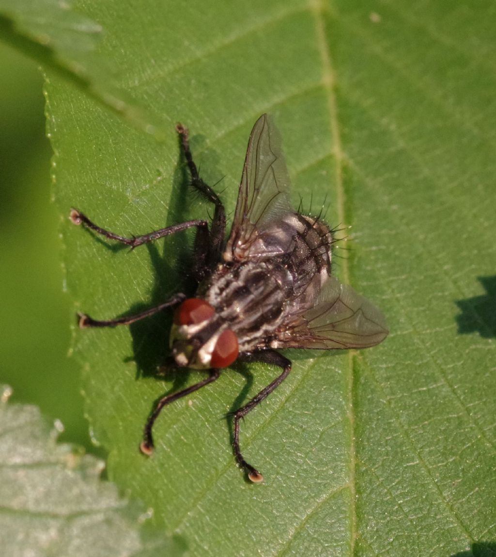 Sarcophaga sp., maschio