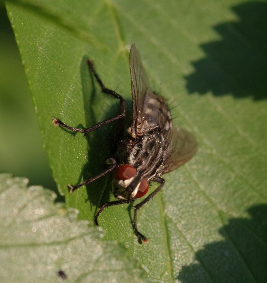 Sarcophaga sp., maschio