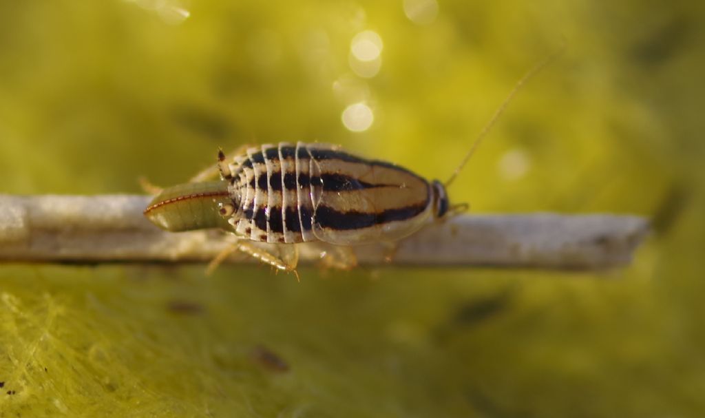 Luridiblatta trivittata