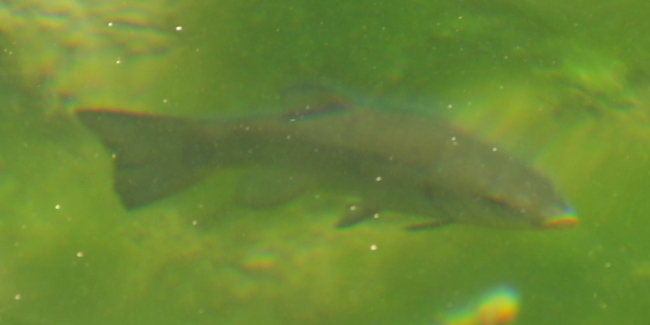 Tinca tinca femmina - Fiume Cassibile Monti Iblei (Sicilia)