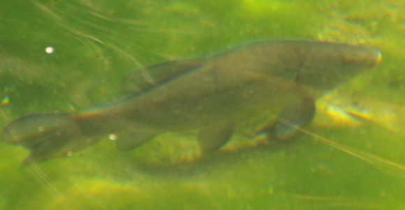 Tinca tinca femmina - Fiume Cassibile Monti Iblei (Sicilia)