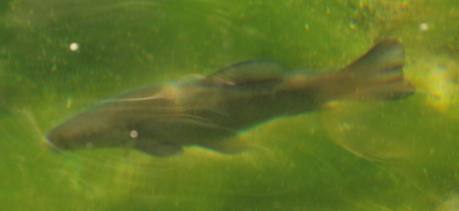Tinca tinca femmina - Fiume Cassibile Monti Iblei (Sicilia)