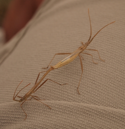 Rhopalidae: Chorosoma in accoppiamento a quota m1600