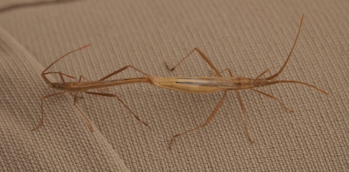 Rhopalidae: Chorosoma in accoppiamento a quota m1600