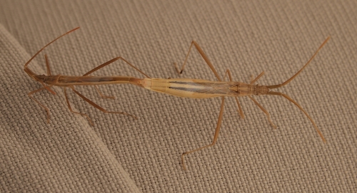 Rhopalidae: Chorosoma in accoppiamento a quota m1600