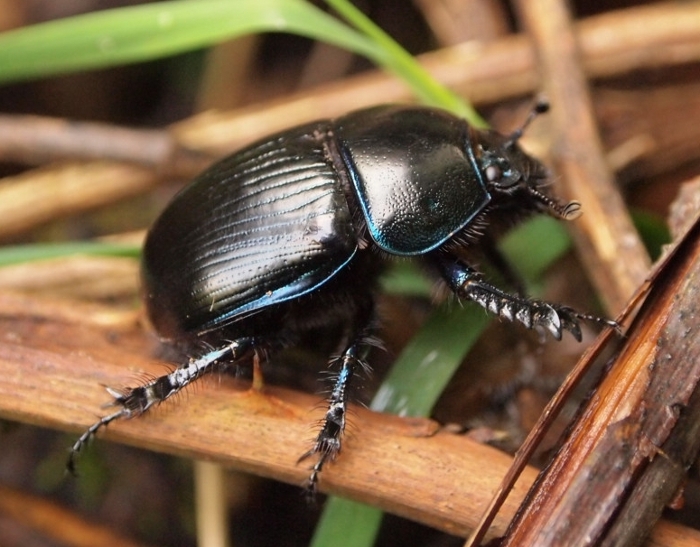 Anoplotrupes stercorosus?