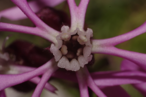 Silene kemoniana / Silene di Monte Cuccio