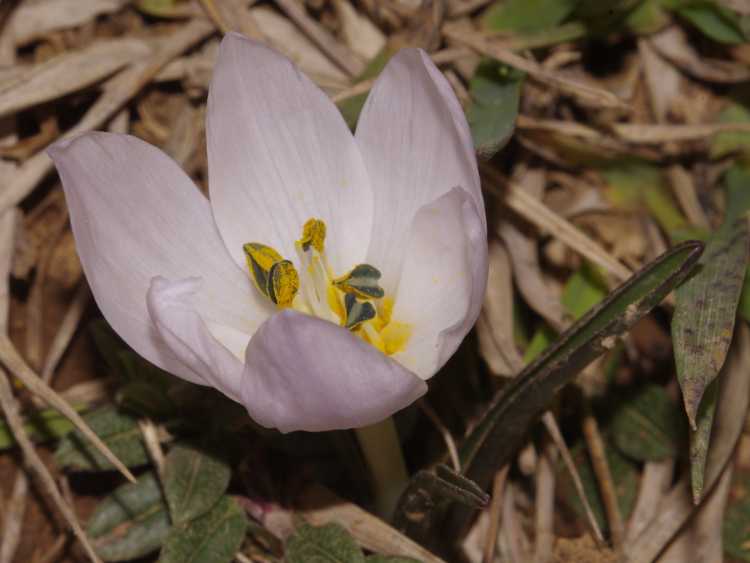 Colchicum triphyllum / Colchico a tre foglie