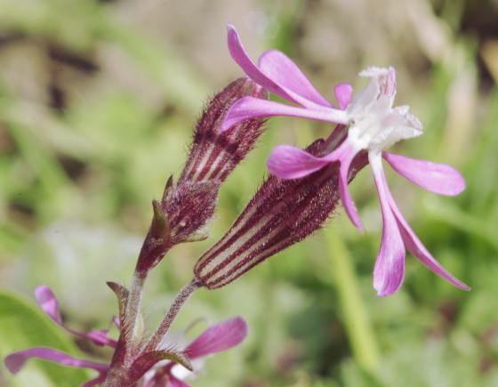 Silene kemoniana / Silene di Monte Cuccio