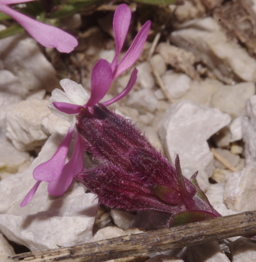 Silene kemoniana / Silene di Monte Cuccio