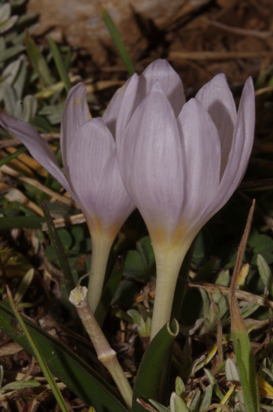 Colchicum triphyllum / Colchico a tre foglie