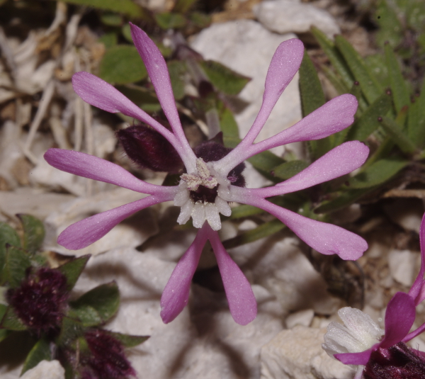 Silene kemoniana / Silene di Monte Cuccio