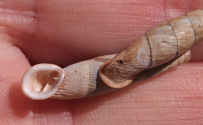 Siciliaria nobilis (Pfeiffer,1848)