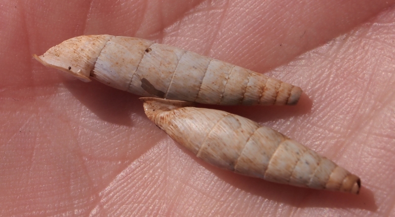 Siciliaria nobilis (Pfeiffer,1848)