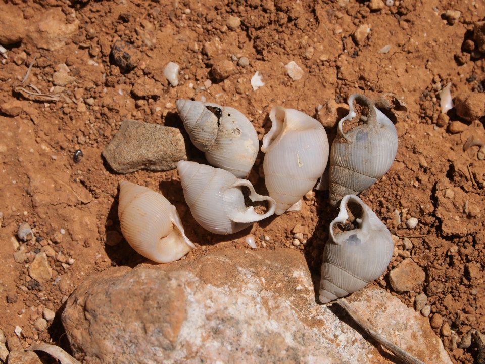 gasteropodi Socotra