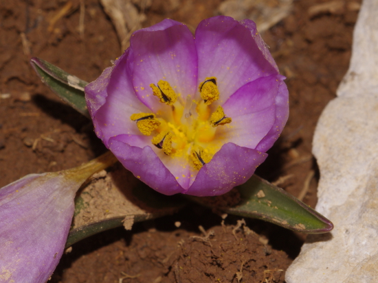 Colchicum triphyllum / Colchico a tre foglie