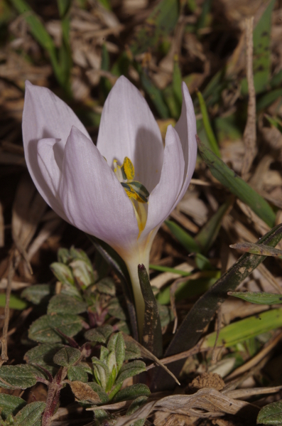 Colchicum triphyllum / Colchico a tre foglie