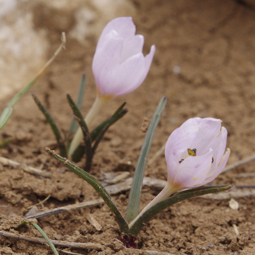Colchicum triphyllum / Colchico a tre foglie
