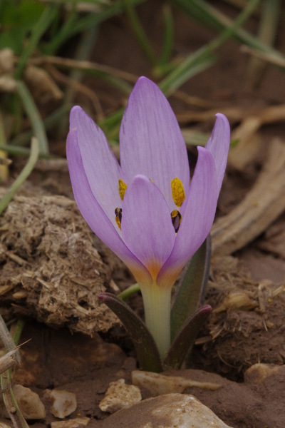 Colchicum triphyllum / Colchico a tre foglie