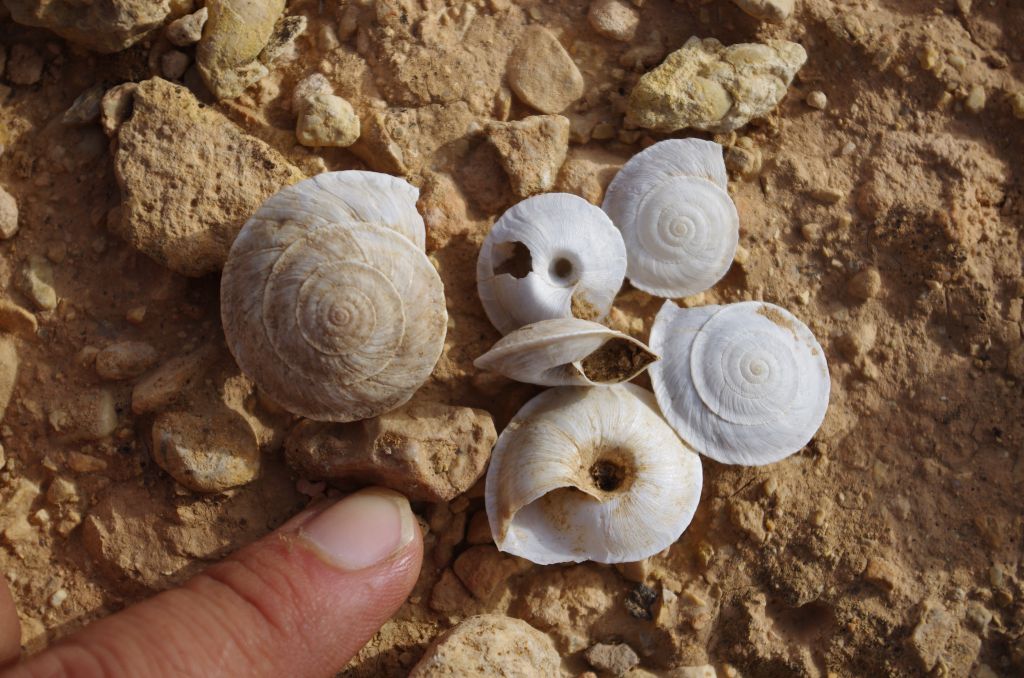 polmonati di Gafsa 1