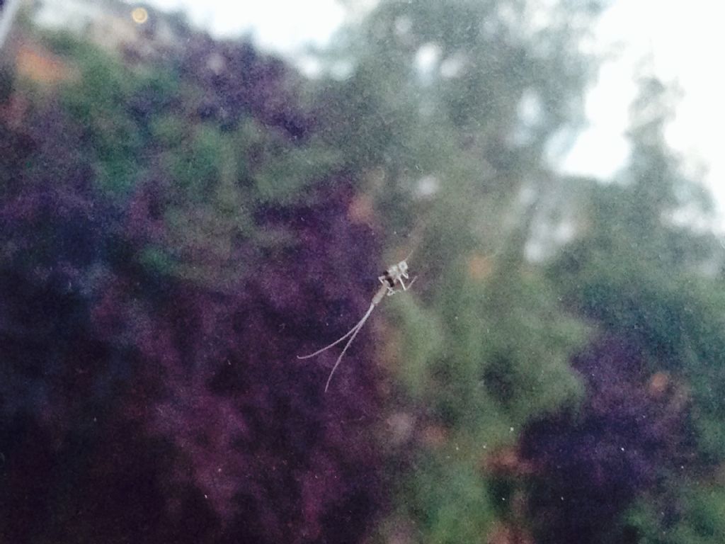 Exuvia di Ephemeroptera:  fam. Heptageniidae