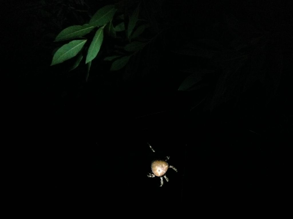 Neoscona subfusca - Pachino (SR)
