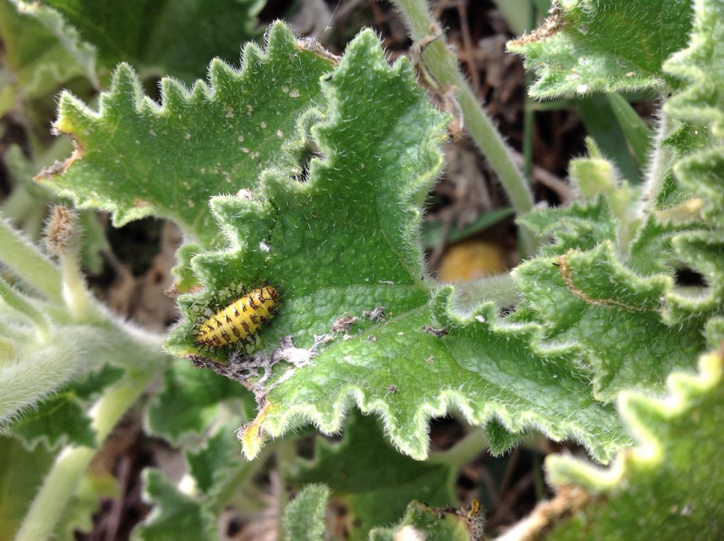Larva di Coccinellidae:  Henosepilachna sp.