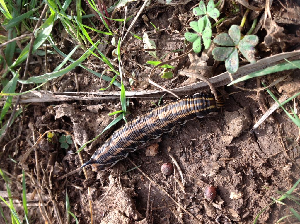 ID bruchi:  Agrius convolvuli (Sphingidae), in differenti forme cromatiche