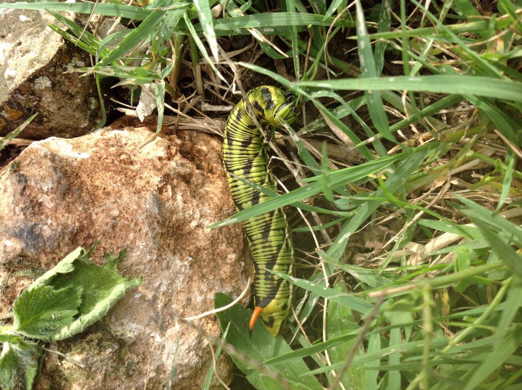 ID bruchi:  Agrius convolvuli (Sphingidae), in differenti forme cromatiche