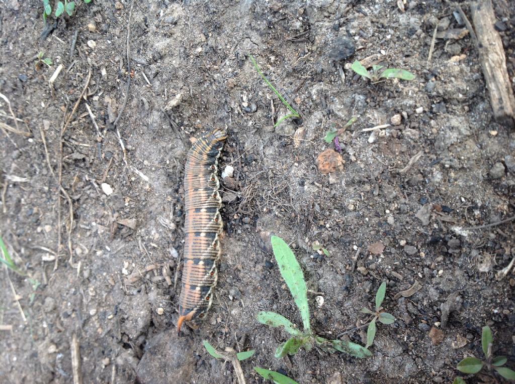 ID bruchi:  Agrius convolvuli (Sphingidae), in differenti forme cromatiche