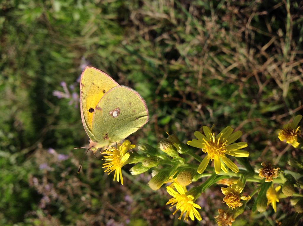 id lepidottero - Colias crocea