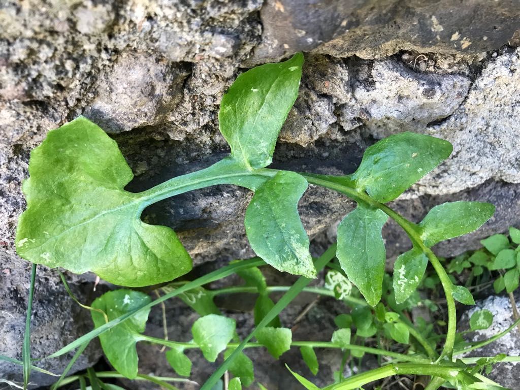 Sonchus cfr. tenerrimus