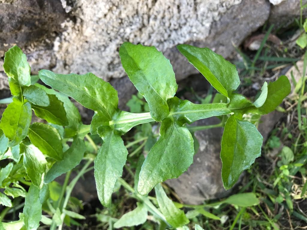 Sonchus cfr. tenerrimus