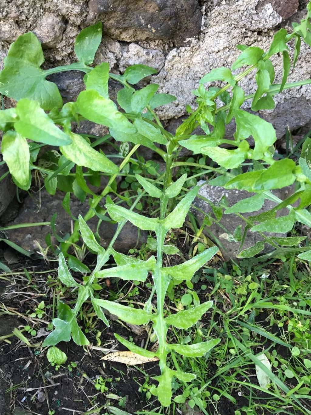 Sonchus cfr. tenerrimus