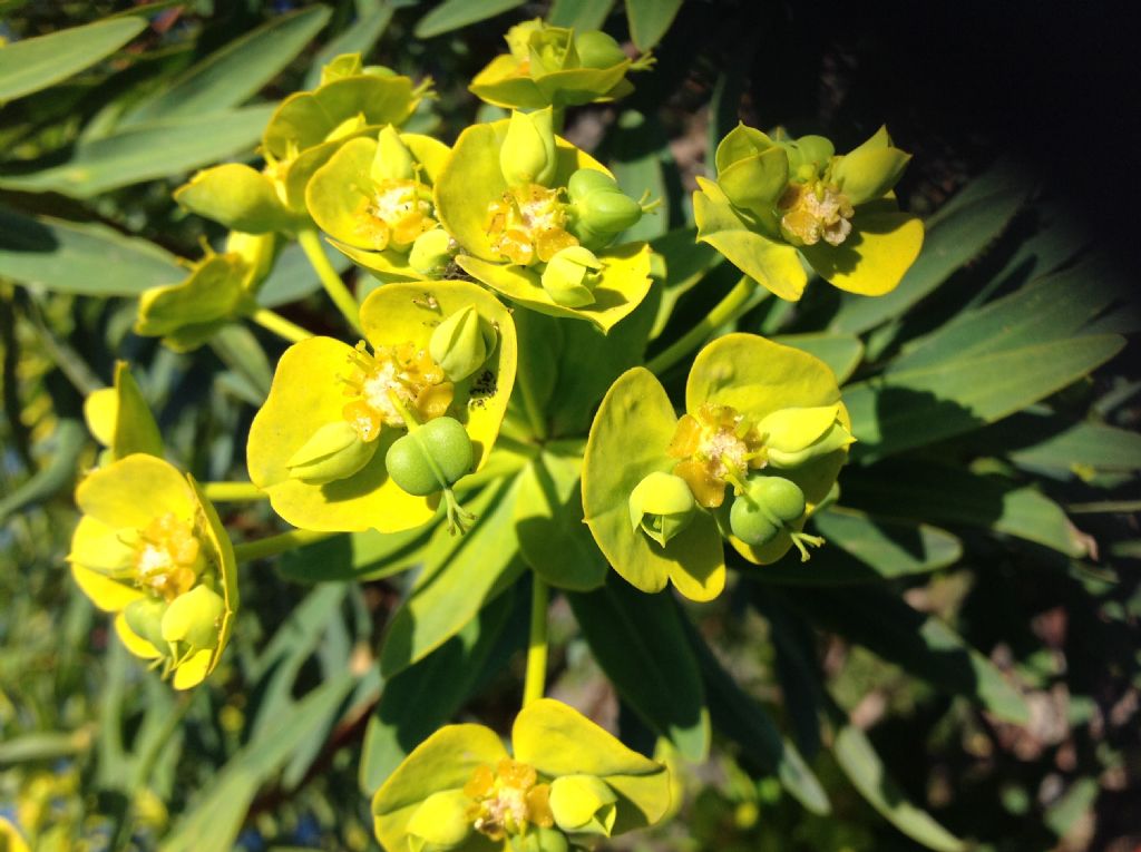 Euphorbia dendroides